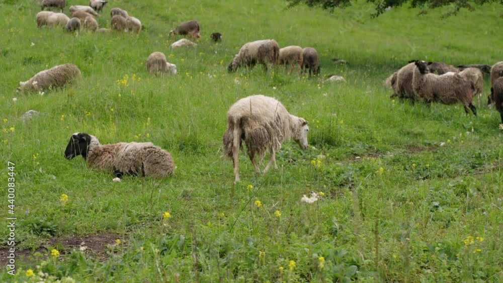 A herd of sheep with dirty shedding wool in a mountain pasture. The concept of agriculture A herd of sheep with dirty shedding wool in a mountain pasture. The concept of agriculture