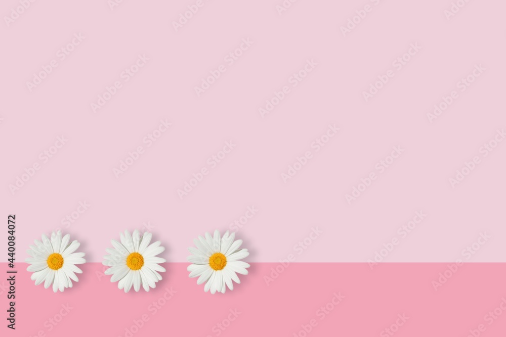 Hoa cúc tím được sắp xếp theo bố cục đơn giản nhưng vô cùng tinh tế trong hình ảnh này sẽ làm cho bạn bị thu hút ngay lập tức. Màu tím tinh tế và sự thư giãn của đặc trưng của loài hoa sẽ làm cho không gian của bạn trở nên thật sự đẹp mắt và ấn tượng.
