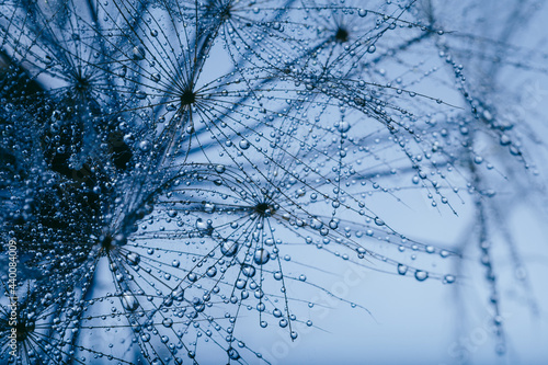 Fototapeta Naklejka Na Ścianę i Meble -  Background of dandelion with water drops.