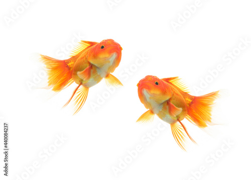 Goldfish swimming on white background with clipping path(Goldfish Oranda)