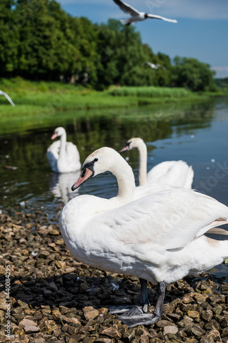 White graceful swans in the Daugava river near shore. Riga, Latvia. Bird stands on small stones. Summer day.