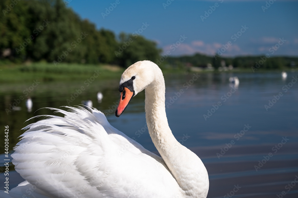 Beautiful bird. Graceful swan near lake or river shore. City birds. Summer day. Beautiful bird. Graceful swan near lake or river shore. City birds. Summer day.