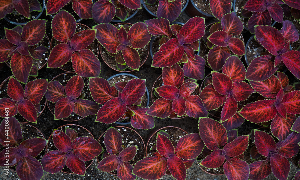 Fototapeta premium Plantation of decorative plant Coleus Wizard 