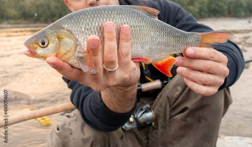 ide fish caught by the river photo