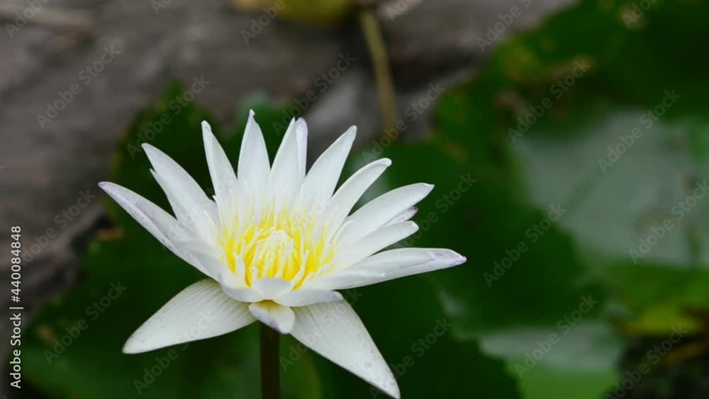 close up yellow and white Water Lillies in a Pond close up yellow and white Water Lillies in a Pond