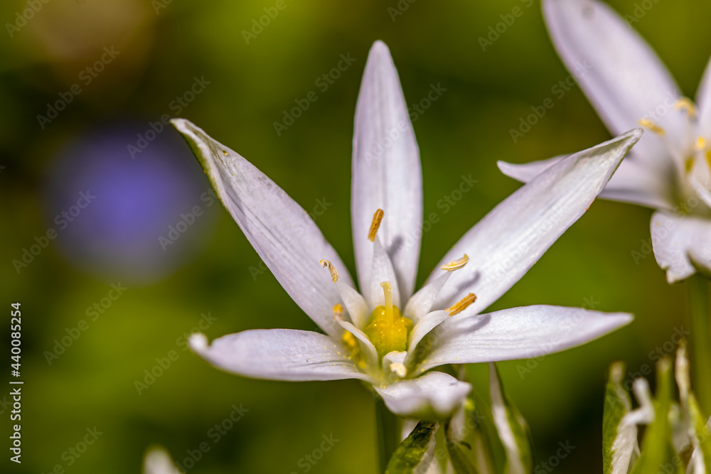 Ornithogalum flower in the garden	