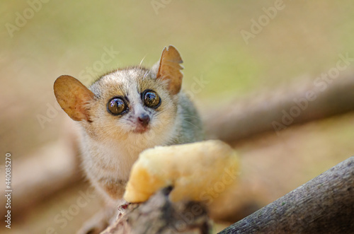 Reddish-gray mouse lemur - Microcebus griseorufus © Hajakely