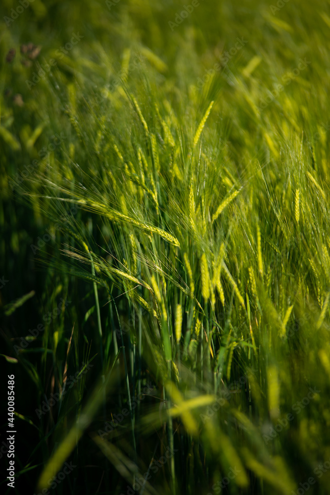 Fototapeta premium Close up of rye ears, field of rye in a summer sunrise time. Harvesting period