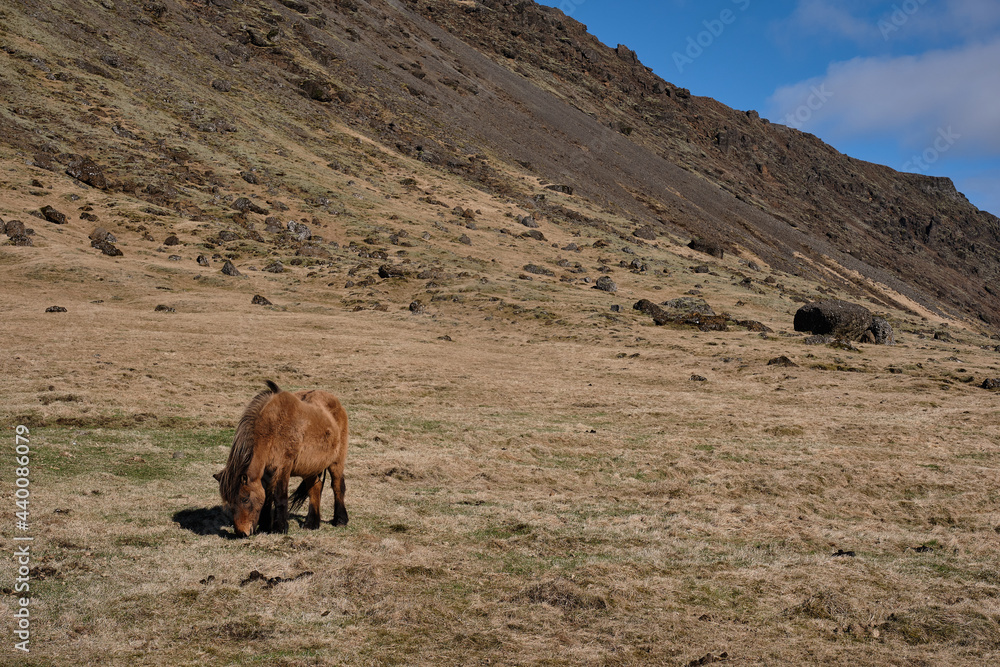 Fototapeta premium Icelandic horses and ponies in Iceland