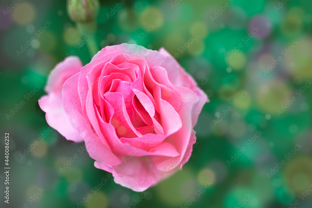 Pink roses on a green background with bokeh. Happy mothers day, womens day, happy valentines day greeting card Pink roses on a green background with bokeh. Happy mothers day, womens day, happy valentines day greeting card