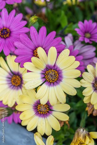 Colorful summer flowers is blossom in garden or outdoor patio