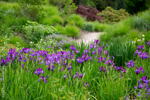 Lilac flowers in front of curved path in a forest 