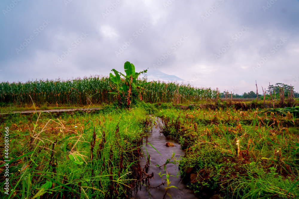 Obraz premium rice field