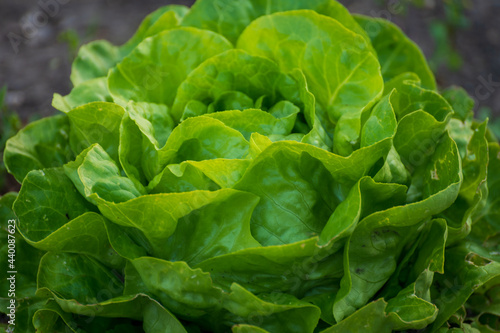 Eco farming in Netherlands, plantations of young green lettuce salade plants, healthy organic food