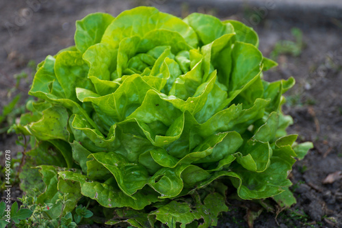 Eco farming in Netherlands, plantations of young green lettuce salade plants, healthy organic food