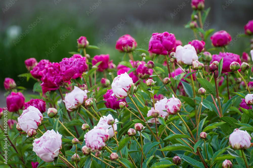 Seasonal blossoming of colorful big peony roses in garden Seasonal blossoming of colorful big peony roses in garden