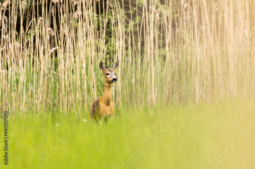 Fototapeta Naklejka Na Ścianę i Meble -  Roe deer female (capreolus capreolus), standing in a meadow near reeds