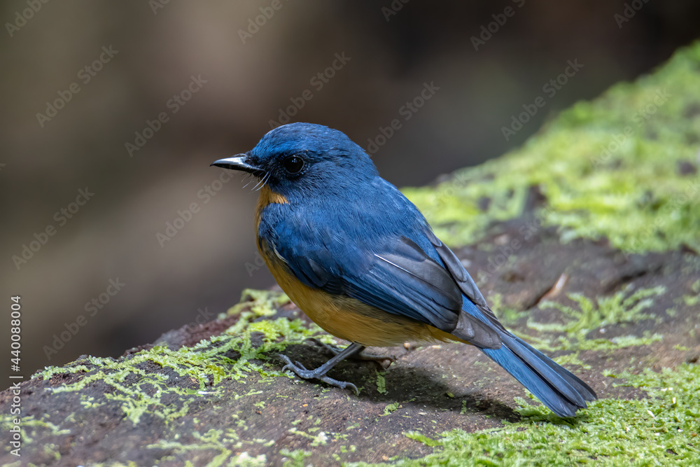 Nature wildlife image of Hill blue bird deep jungle forest in Sabah, Borneo Nature wildlife image of Hill blue bird deep jungle forest in Sabah, Borneo