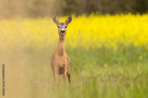 Fototapeta Naklejka Na Ścianę i Meble -  Roe deer female, (capreolus capreolus) standing on pasture in summertime. In the background is a field of oilseed rape.