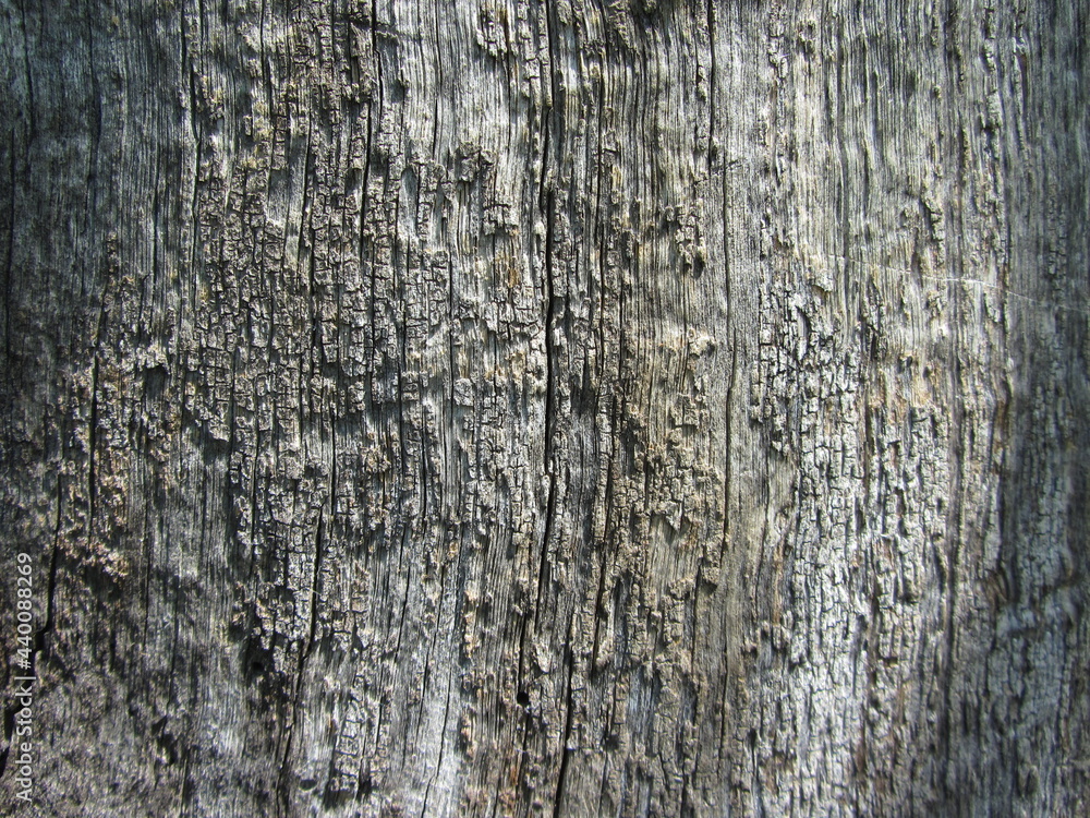 Obraz premium tree bark