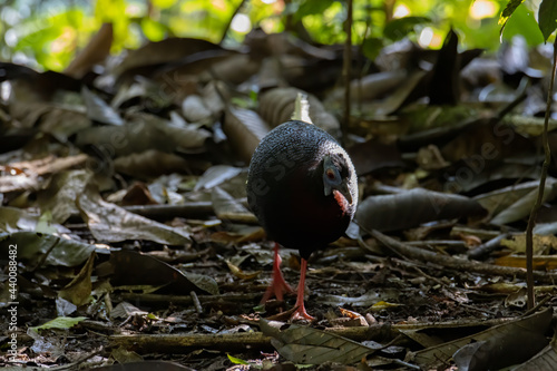 A rare big bird species Bulwer's Pheasant (Rare Endemic) found on deep jungle forest at Sabah, Borneo Island photo