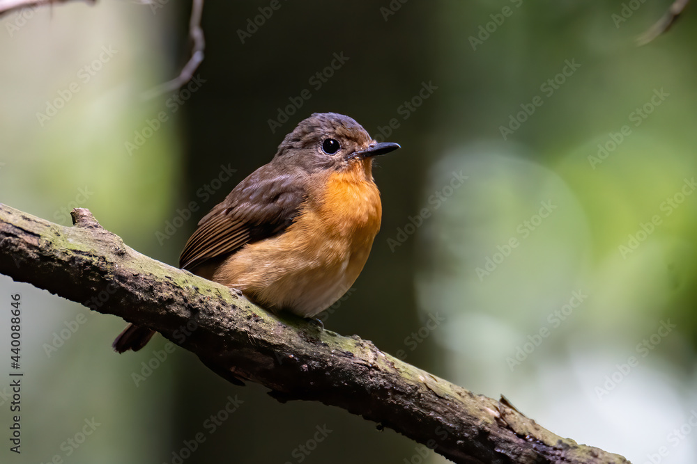 Nature wildlife image of Hill blue bird deep jungle forest in Sabah, Borneo Nature wildlife image of Hill blue bird deep jungle forest in Sabah, Borneo