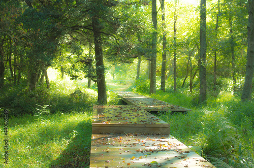朝日に包まれた新緑の公園
