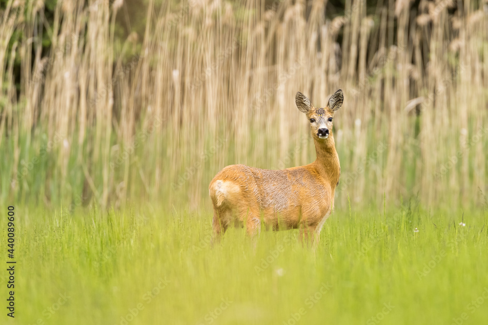 Roe deer female (capreolus capreolus), standing in a meadow near reeds