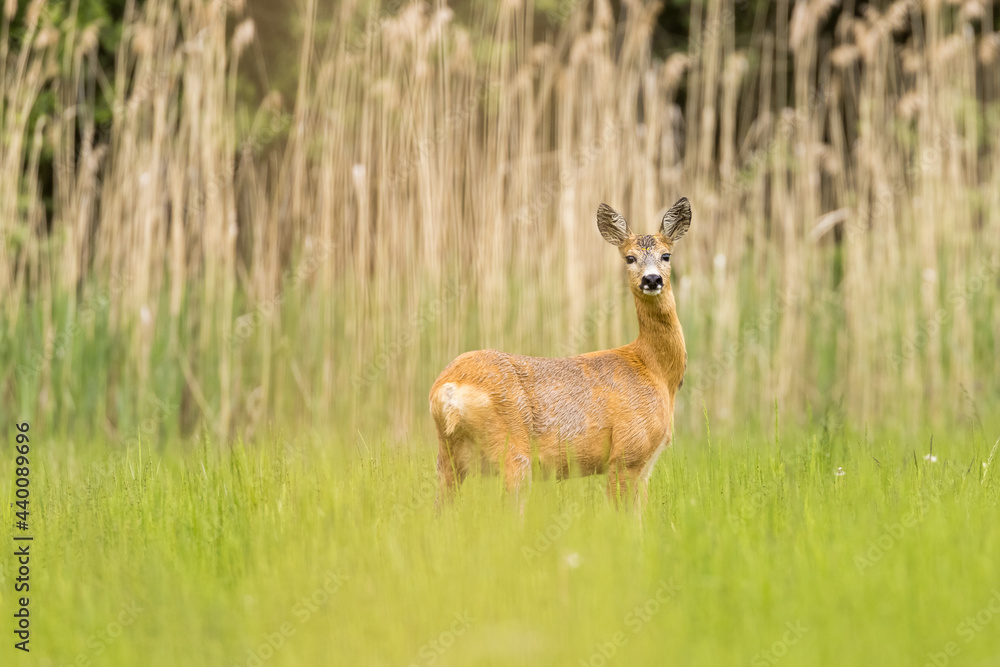 Roe deer female (capreolus capreolus), standing in a meadow near reeds Roe deer female (capreolus capreolus), standing in a meadow near reeds