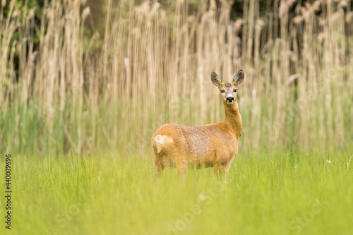 Roe deer female (capreolus capreolus), standing in a meadow near reeds