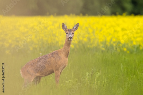 Roe deer female, (capreolus capreolus) standing on pasture in summertime. In the background is a field of oilseed rape.