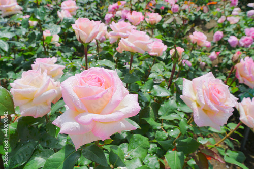 Roses Garden at Nagaoka City, Niigata Pref., Japan photo