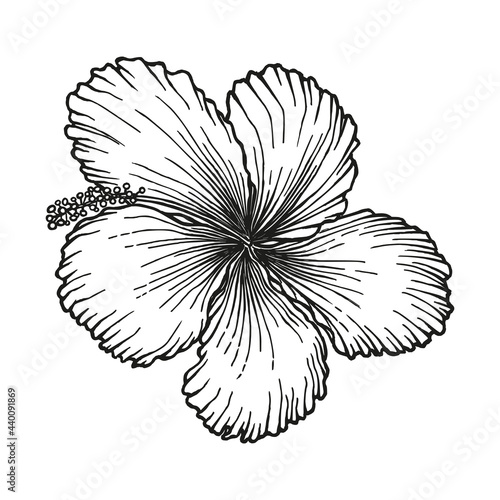 Hibiscus rosa-sinensis, Chinese hibiscus, Hawaiian hibiscus, China rose, rose mallow, shoeblack plant. Flower hand-drawn in black ink, outline on white background. Vector illustration.