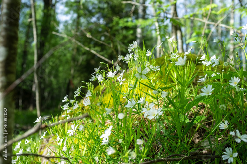 Beautiful white flowers blooming in moss and grass on a hill in the forest against a background of trees, on a sunny day.