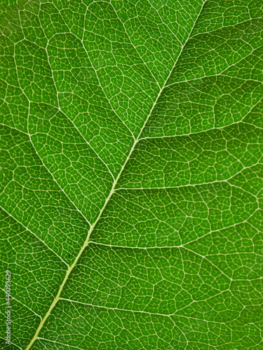 Collection of green leaves, isolated on white background