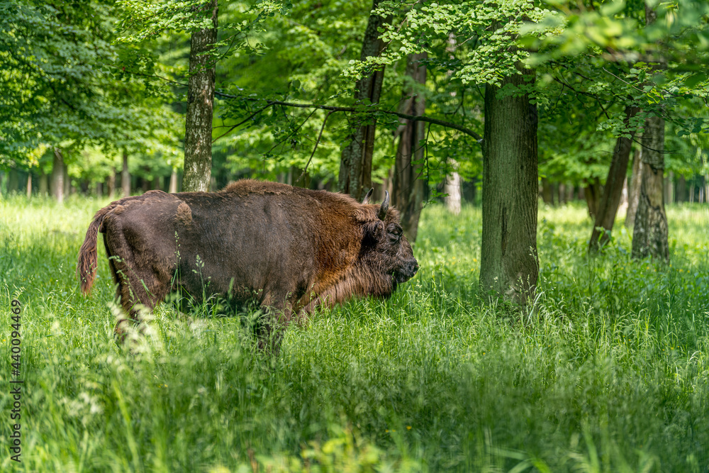 Fototapeta premium european bison in Prioksko-Terrasny Nature Biosphere Reserve