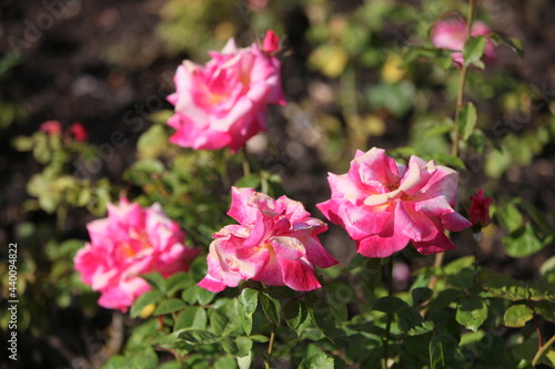 Blooming roses in the garden of St. Anne's park, Dublin 