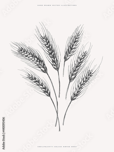 Hand-drawn ears of rye. Cereals on a light background isolated. Organic food concept. Can be used for your design. Vintage botanical illustration.