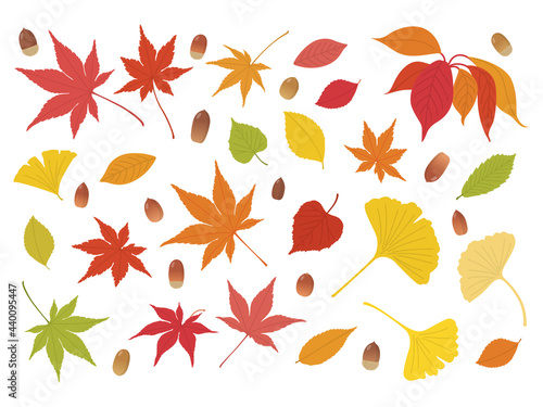 紅葉と木の実　秋の素材