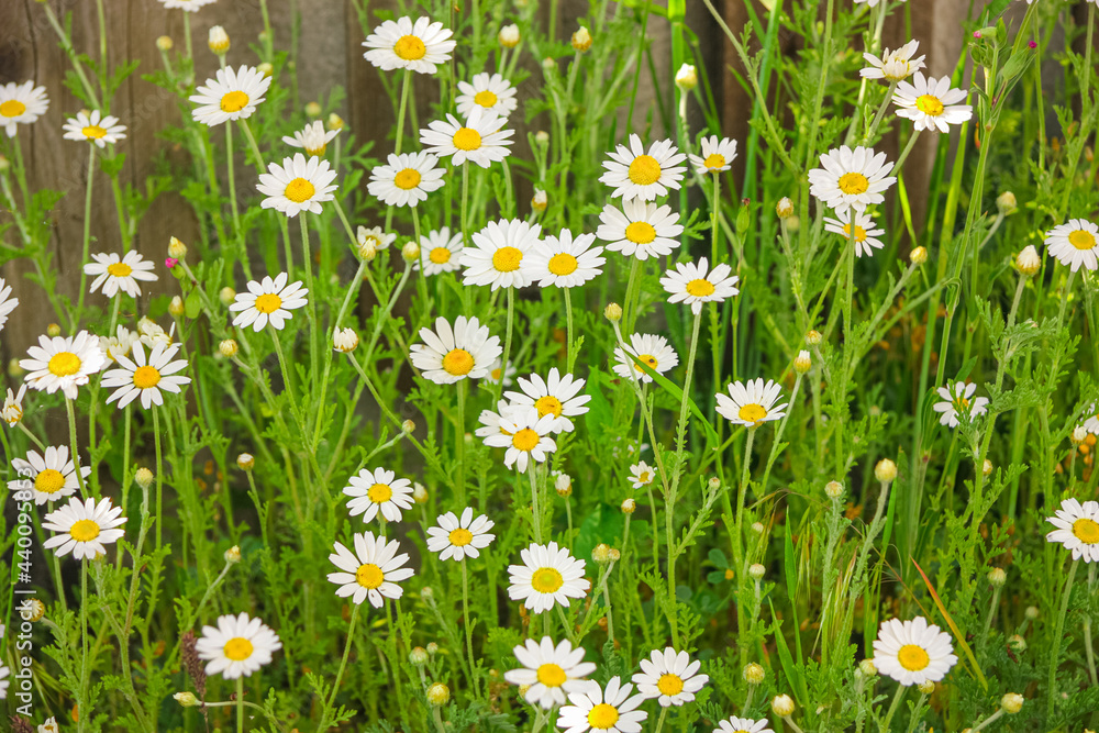 Fototapeta premium Field daisies. Chamomile and herbs. Wildflowers.
