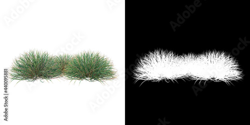 Front view of Plant (Grass Group 1) Tree png with alpha channel to cutout made with 3D render