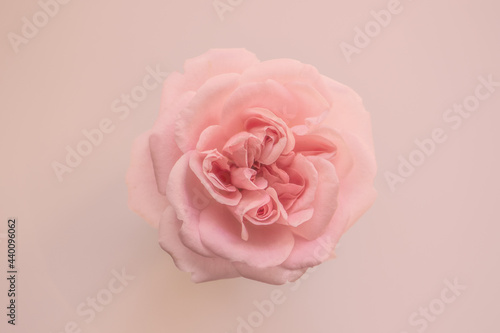 Strauchrose close up, rosa/gelb Touch