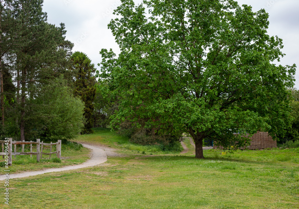 Curved path and large tree in a park