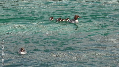 A closeup shot of a goosander  swimming with its chicks photo