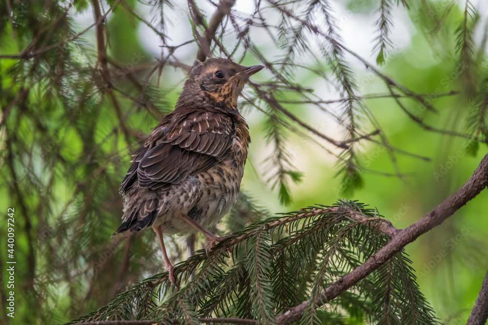 A fieldfare chick, Turdus pilaris, has left the nest and is sitting on a branch. A chick of fieldfare sitting and waiting for a parent on a branch. A fieldfare chick, Turdus pilaris, has left the nest and is sitting on a branch. A chick of fieldfare sitting and waiting for a parent on a branch.
