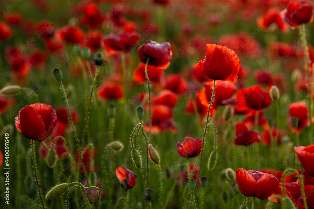 beautiful peonies and poppies