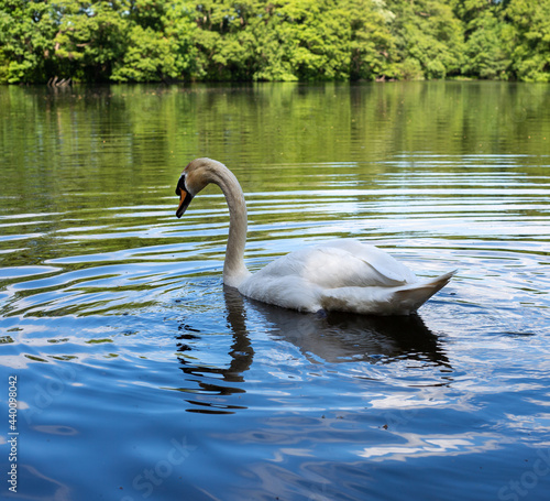 Swan swimming in a green blue lake