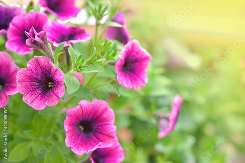 Closeup macro of pink or purple surfinia flowers in bloom pot in summer. Background of group blooming petunia surfinia. Colorful decorative flowers on the balcony.