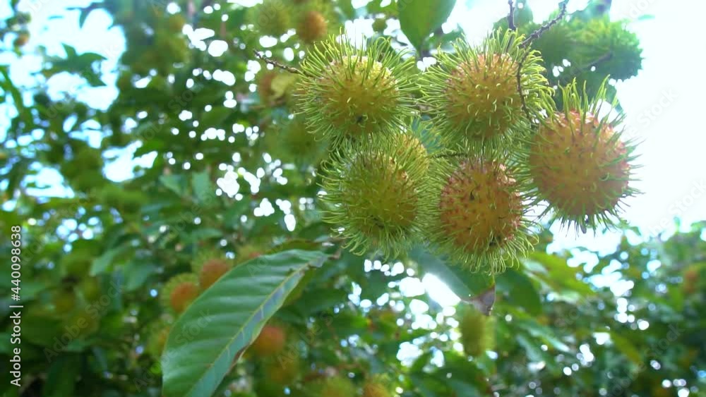 Rambutan fruit in agriculture garden , slow motion video shot. Rambutan fruit in agriculture garden , slow motion video shot.