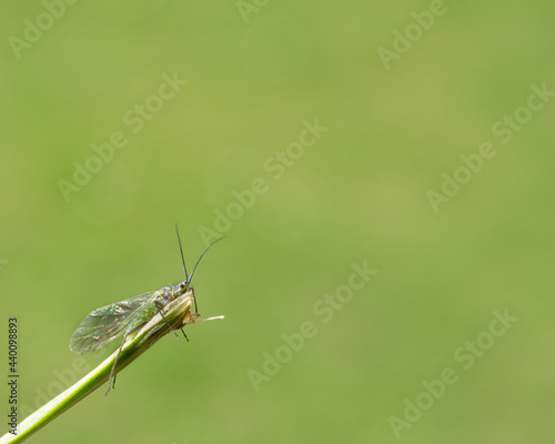 Selective focus shot of a Bucculatricidae bug on the greenery photo